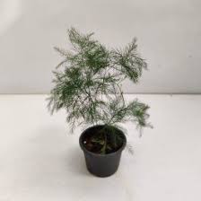 Image result for Asparagus macowanii