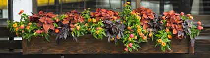 We did not find results for: 16 Full Sun Annuals For Pots And Window Boxes Proven Winners