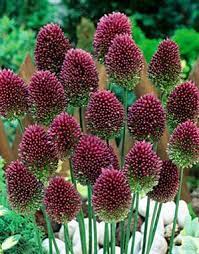 Allium Drumsticks Allium Sphaerocephalon From Netherland Bulb Bulb Flowers Allium Sphaerocephalon Allium Flowers