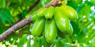 Khasiat buah belimbing wuluh yang belum banyak orang tahu. Jarang Diketahui Ini 8 Manfaat Belimbing Wuluh Bagi Kesehatan Merdeka Com