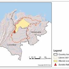 Image result for Acacia tenuispina