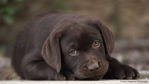 Rn/lpn with ccrc/ccrp certification preferred, or an equivalent combination of 2 years clinical research experience with. Lure Labradors