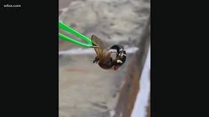 The wasp will carry the cicada to a burrow, where it will place the cicada. Texas May Not Have Murder Hornets But It Does Have Cicada Killers Wtol Com
