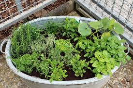 Alte zinkwanne pflanzgefäß planschwanne deko garten ca.73x52. Ein Krautergarten In Einer Alten Zinkwanne Tagaustagein