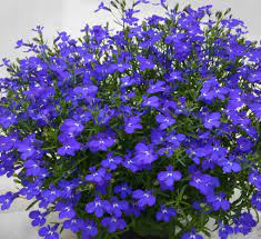 1,734 likes · 8 talking about this. Lobelia Magadi Basket Blue Great For Container Gardening Hanging Baskets Window Boxes