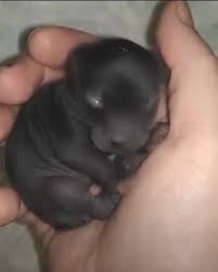 A man brought home a strange creature from the forest. A year later, he was sh0cked by what it had grown into... Details in the first comment under the video 👇 |