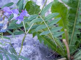 Image result for Vicia