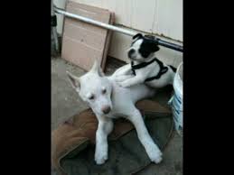 Lancaster puppies advertises puppies for sale in pa, as well as ohio, indiana, new york and other states. Husky Vs French Bulldog Youtube
