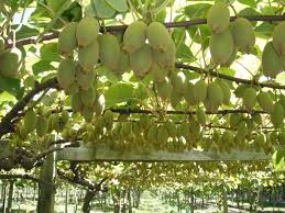 How to plant, train, prune and care for the kiwi plant.buy your kiwi plant here; Full Information On How To Grow Kiwi