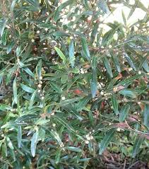 Image result for Buxaceae