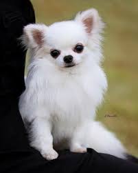 Long Coat Chihuahua Cute Chihuahua Chihuahua Puppies Chihuahua