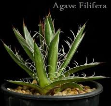 Image result for Monadenium filiforme