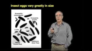 Patterning Development In The Early Embryo The Role Of Bicoid