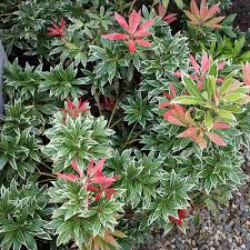 Terre de bruyère et sable exposition : Schattenglockchen Little Heath Pieris Japonica Little Heath Diese Schattenglockchen Sorte Hat Dunkelgrune Blatter Mit Weissem Unregelmassigem Rand Native Plants