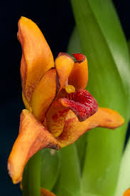 Image result for Otomeria elatior