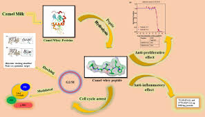 Effect of camel milk supplementation on oxidative stress and antioxidants levels of streptozotocin challenge in experimental animals, its practical use and potential risk to antidiabetic effect of camel milk in. Camel Whey Protein Hydrolysates Induced G2 M Cellcycle Arrest In Human Colorectal Carcinoma Scientific Reports
