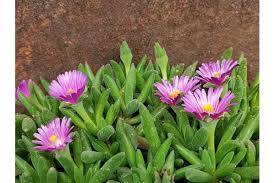 Image result for Delosperma spp.