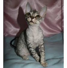 Home cats devon rex united kingdom. Registered Devon Rex Cat Breeders In Brisbane