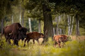 Belaweschskaja puschtscha, polnisch puszcza białowieska), deutsch auch belowescher, bialowieser oder bialowiezer heide, ist ein naturschutzgebiet auf beiden seiten der grenze zwischen polen und weißrussland. Geheimtipp Weissrussland Urlaubsguru