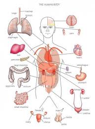 A Z Of Medical Terminology 1 Know Your Roots Human Body Organs Human Body Diagram Human Body Anatomy