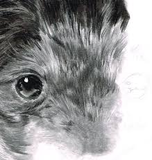 May 3, 2018 at 3:34 am. Pencil Drawing Animal Fur Pencildrawing2019
