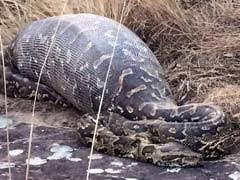Your comprehensive source for the latest and trending south african news, analysis and video content. Python Dies After Eating Giant Porcupine In South Africa