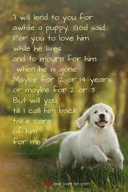 The poems above were more general in their tone and aimed at the loss of a non specific pet. Top 10 Loss Of Dog Poems In 2021 Dog Poems Pet Grief Dog Grief