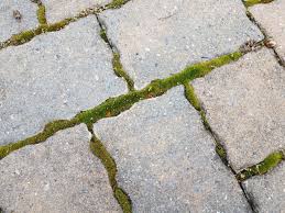 Mind The Gap: Planting Between Pavers - Santa Barbara Garden Design - Joan  S Bolton