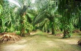 Palm Oil And The Production Of The Biofuel Biodiesel Can Be A Difficult Topic Within A Lot Of Conflicts Plantage Palm Bilder