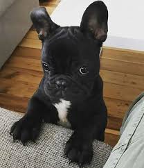 Black And White Frenchie Puppy Cute And Funny Animals Animal Video Compilation Bulldog Animal Animal Animal In 2020 Cute Baby Animals Cute Animals Funny Animals
