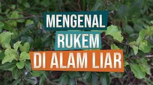 Namun kebanyakan orang menyebutnya demikian, sehingga banyak yang beranggapan bahwa bonsai adalah nama tanaman. Mengenal Bahan Bonsai Rukem Di Alam Liar Youtube