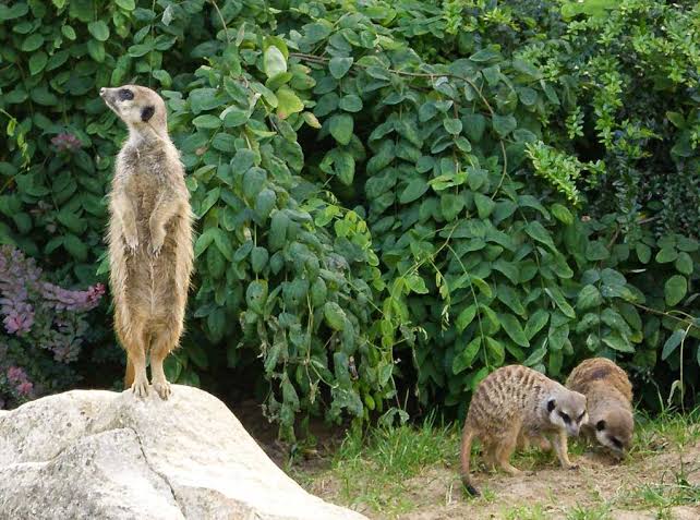 World Meerkat Day - Welttag der Erdmännchen - 3. Juli 2026