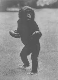 Image result for Dictyophleba ochracea