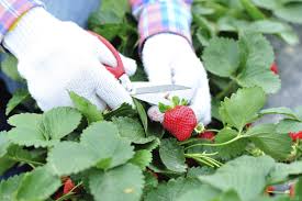 Maybe you would like to learn more about one of these? Symptoms Of Strawberry Allergies Why Strawberry Leaves Cause Itching