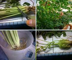 Check spelling or type a new query. Inilah Cara Tanam Daun Sup Dan Ketumbar Dari Akar Betul Betul Tumbuh Elok