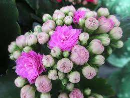 Kalanchoe Double Pink Plants Beautiful Flowers Flowers