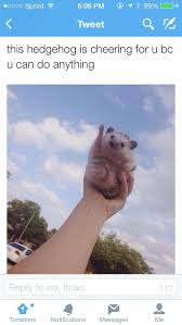 Inspiration Cute Animals Animals Funny Animals