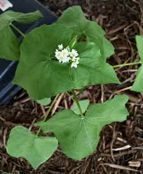 Image result for Fagopyrum snowdenii