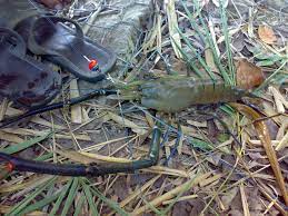 Rahasia Sukses Mancing Udang Galah Mancing Mania