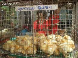 Anak ayam yang sakit harus segera dirawat agar sehat dan tidak menular pada yang lain. Beli Anak Ayam Lagi Abu Nuha Corner