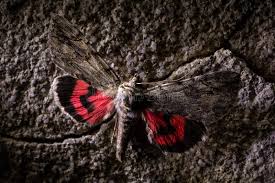 Image result for Catocala electa