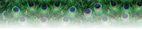 Check spelling or type a new query. 32 Peacock Feather Wallpaper Border On Wallpapersafari