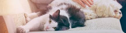 Why do you need pet insurance? Rspca Pet Insurance Get A Quote Rspca