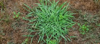 Patches of rough grass that stay green while the lawn turns brown. Dallisgrass Vs Crabgrass Which Weed Do I Have Abc Blog