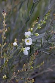 Image result for Gomphostigma