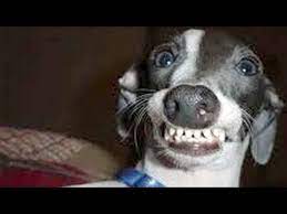 Maybe you would like to learn more about one of these? Dogs Making Funny Faces Funny And Cute Dog Compilation Youtube
