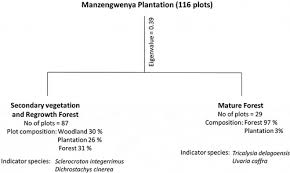 Image result for Sclerocroton