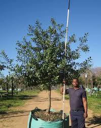 Image result for Sideroxylon inerme