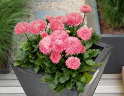 Image result for Bellis