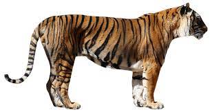 Http I1314 Photobucket Com Albums T568 Carnivora2014 Tiger2 Zps9a47f59c Png Original Tiger Images Tiger Walking Tiger